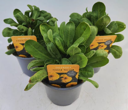 x2 Calendula Fiesta Yellow 13cm/1 Litre