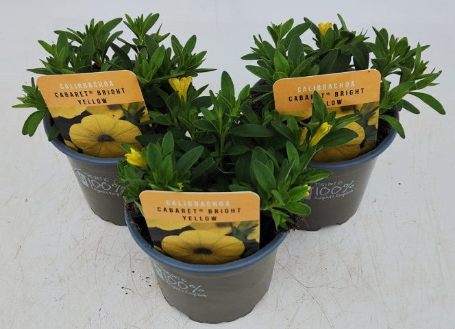 x3 Calibrachoa Cabaret Bright Yellow 10.5cm/9cm