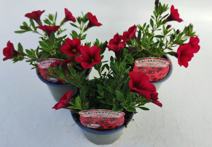 x3 Calibrachoa Cabaret Dark Rose 10.5cm/9cm