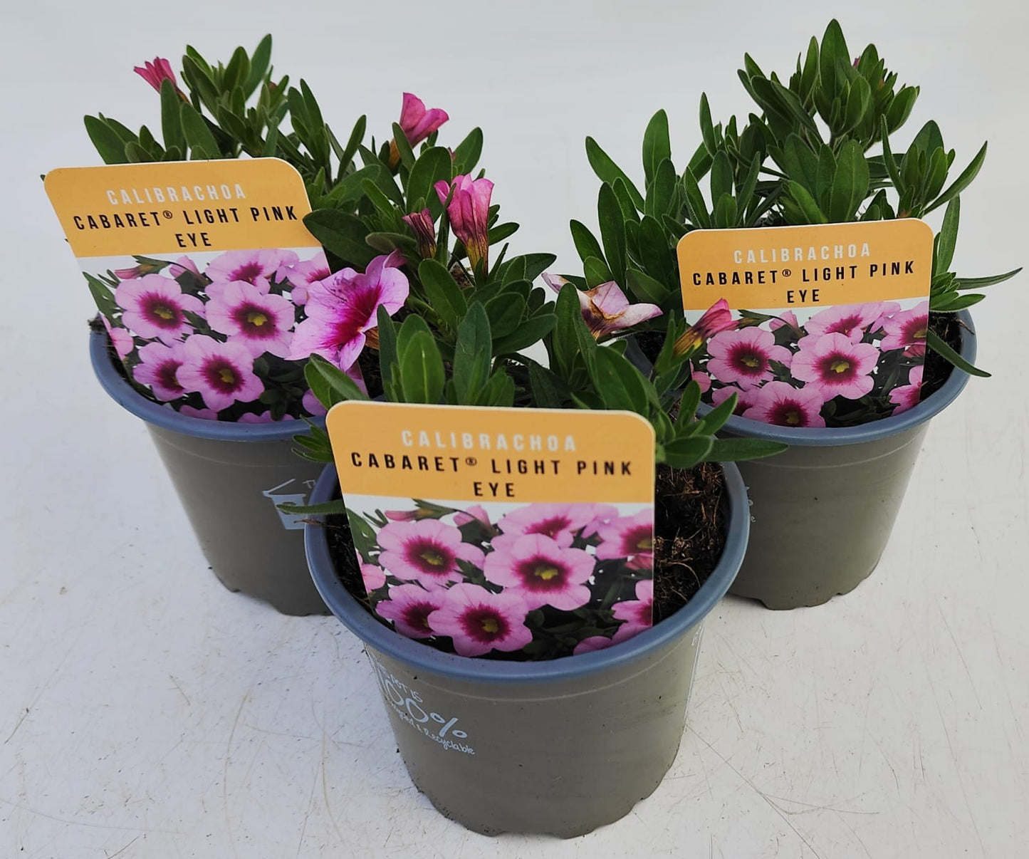 x3 Calibrachoa Cabaret Light Pink Eye 10.5cm/9cm
