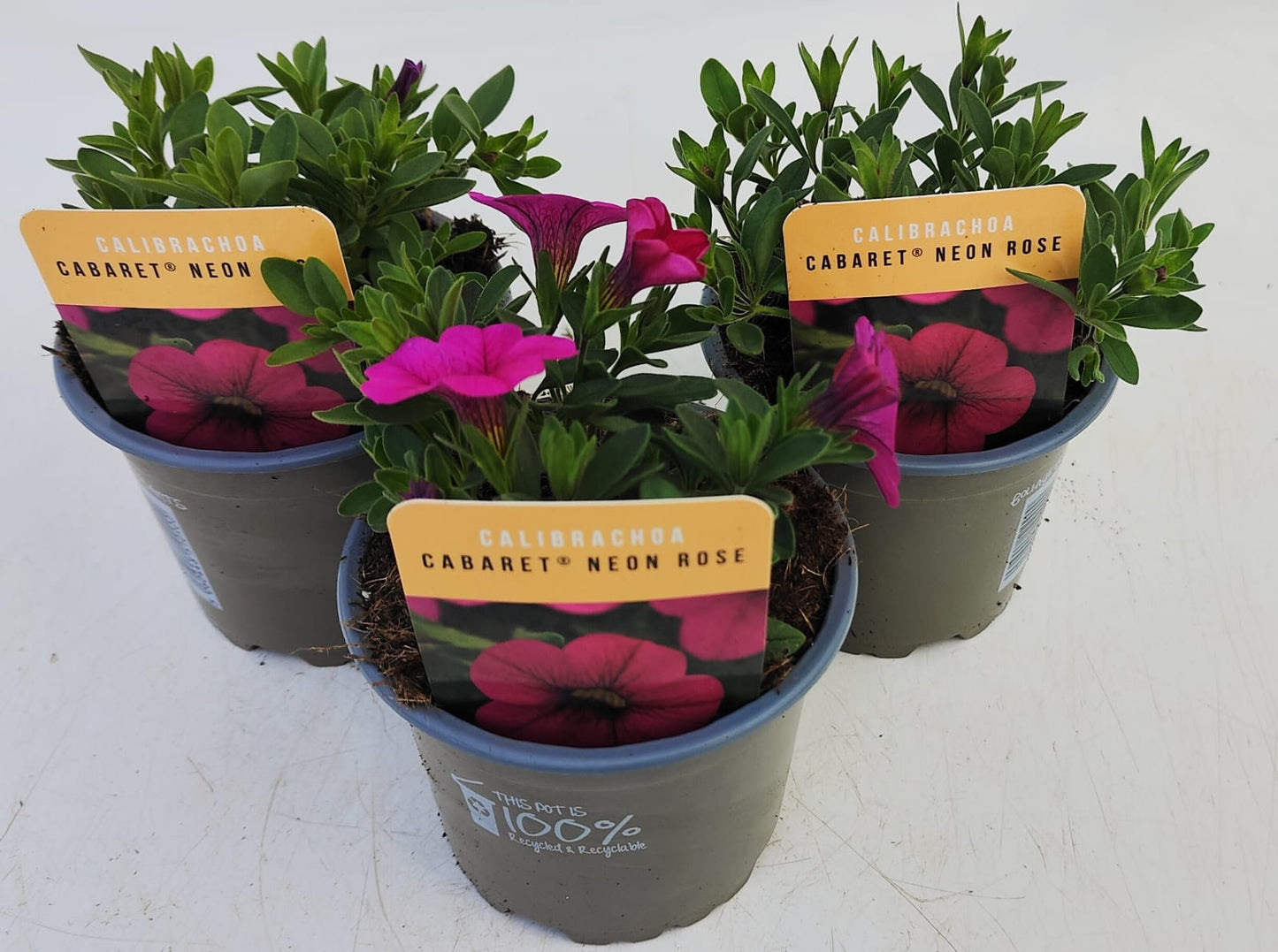 x3 Calibrachoa Cabaret Neon Rose 10.5cm/9cm