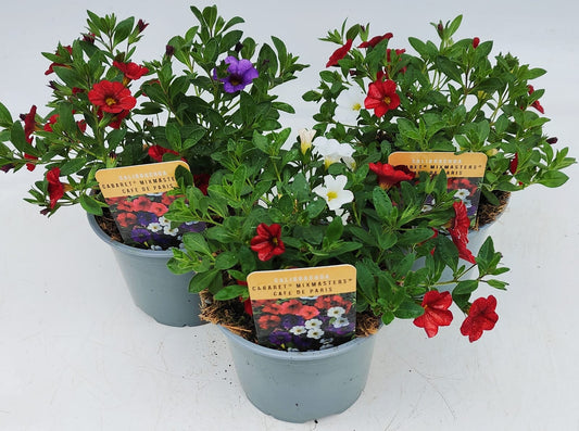 x2 Calibrachoa Mix Masters Cafe de Paris 13cm/1 Ltr