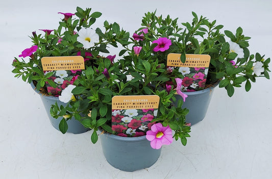 x2 Calibrachoa Mix Masters Pink Paradise Eyes 13cm/1 Ltr