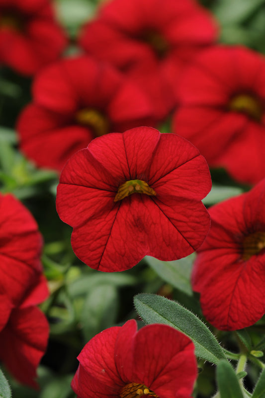 x3 Calibrachoa Cabaret Bright Red 10.5cm/9cm