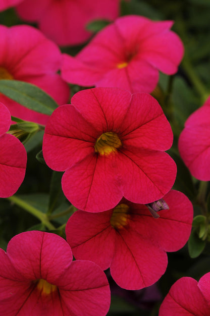 x3 Calibrachoa Cabaret Dark Rose 10.5cm/9cm