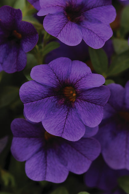 x3 Calibrachoa Cabaret Deep Blue 10.5cm/9cm