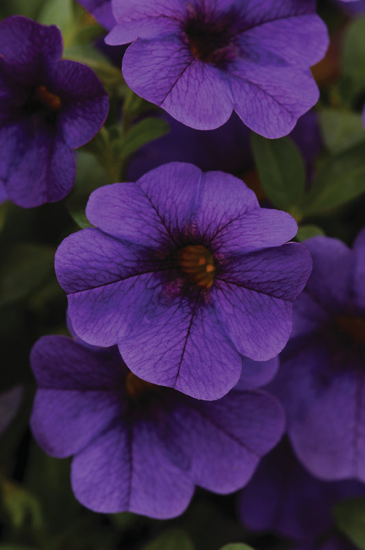 x3 Calibrachoa Cabaret Deep Blue 10.5cm/9cm