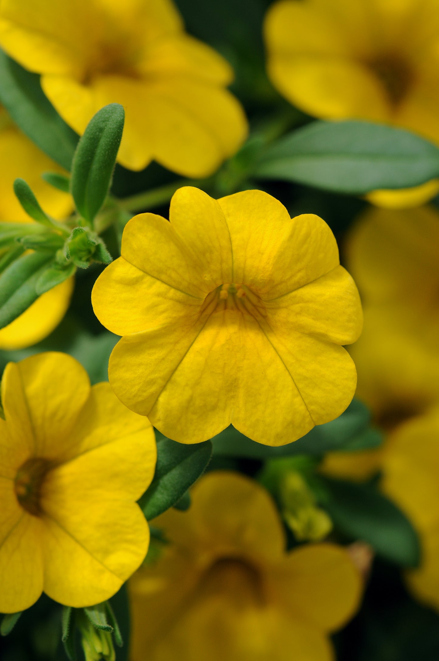 x3 Calibrachoa Cabaret Bright Yellow 10.5cm/9cm