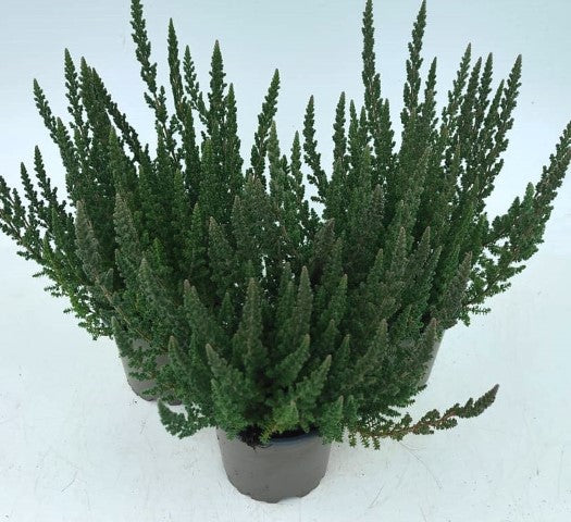 x3 Plants Calluna Skyline Cologne (Heather) 10.5cm/9cm