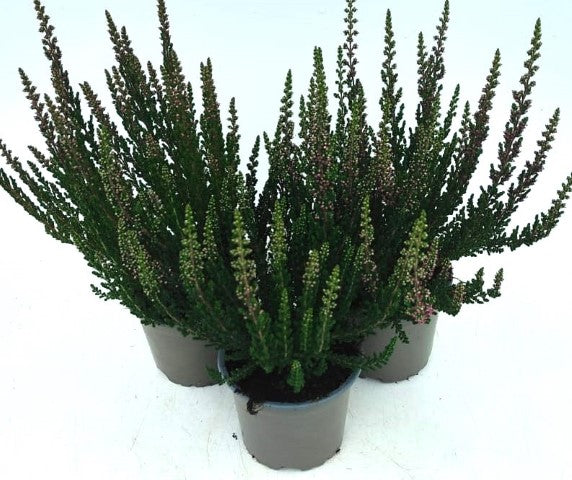 x3 Plants Calluna Lieke (Heather) 10.5cm/9cm