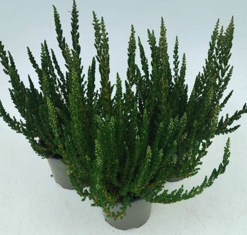 x3 Plants Calluna Linda (Heather) 10.5cm/9cm
