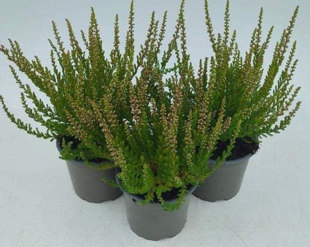 x3 Plants Calluna Melissa (Heather) 10.5cm/9cm