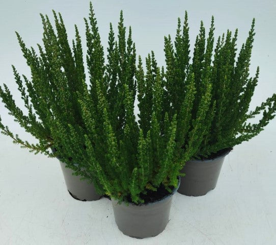 x3 Plants Calluna Michelle (Heather) 10.5cm/9cm