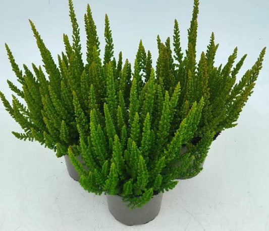 x3 Plants Calluna Skyline Monaco (Heather) 10.5cm/9cm