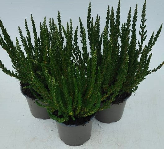 x3 Plants Calluna Renate (Heather) 10.5cm/9cm