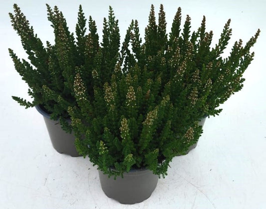 x3 Plants Calluna Sabella (Heather) 10.5cm/9cm