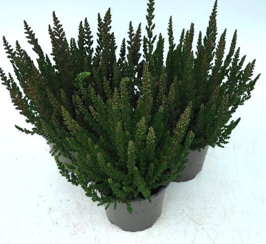 x3 Plants Calluna Sanne (Heather) 10.5cm/9cm