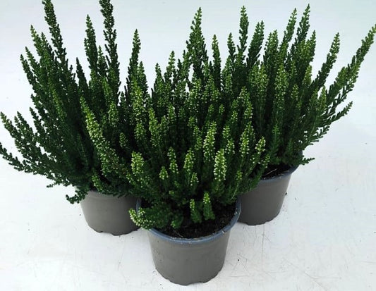 x3 Plants Calluna Venus (Heather) 10.5cm/9cm
