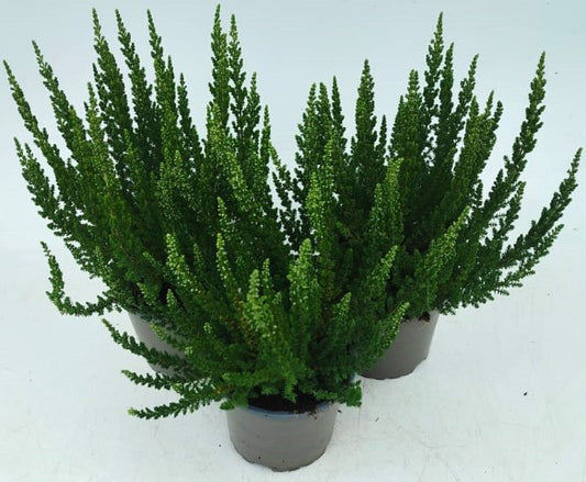 x3 Plants Calluna Verenka (Heather) 10.5cm/9cm
