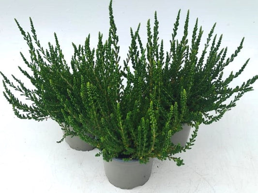 x3 Plants Calluna Veronique (Heather) 10.5cm/9cm