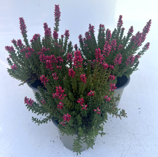 x3 Plants Calluna Red (Heather) 10.5cm/9cm