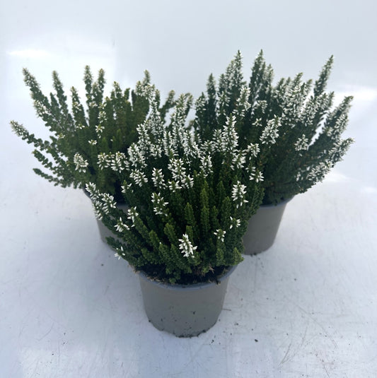 x3 Plants Calluna White (Heather) 10.5cm/9cm