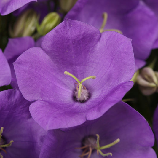 x1 Campanula Rapido Blue 19cm/3Ltr
