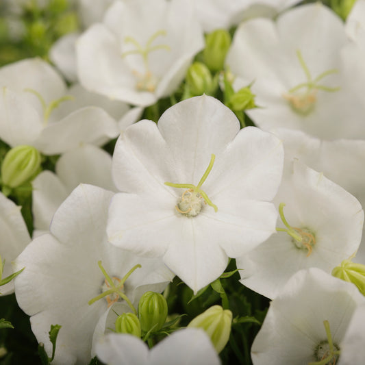 x1 Campanula Rapido White 19cm/3Ltr