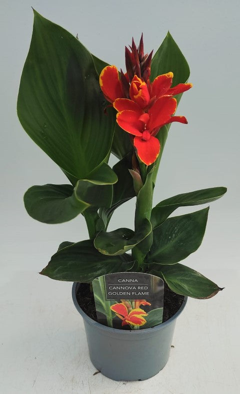 x1 Canna Cannova Red Golden Flame 17cm/2Litre