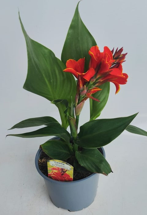 x1 Canna Cannova Red Golden Flame 19cm/3Ltr