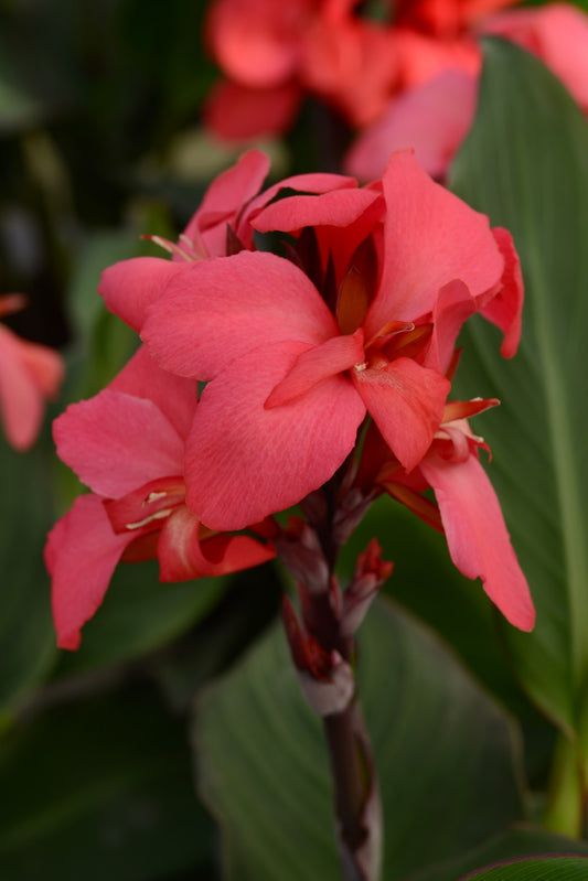 x1 Canna Cannova Rose 17cm/2Litre