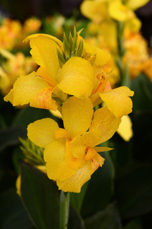 x1 Canna Cannova Yellow 17cm/2Litre
