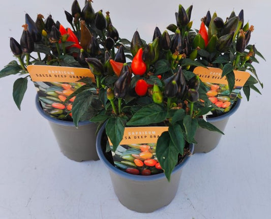 x3 Capsicum Annuum Salsa Deep Orange - Ornamental Peppers (NOT Edible Plants) 10.5cm/9cm