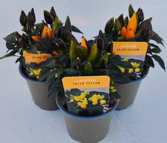x3 Capsicum Annuum Salsa Yellow - Ornamental Peppers (NOT Edible Plants) 10.5cm/9cm