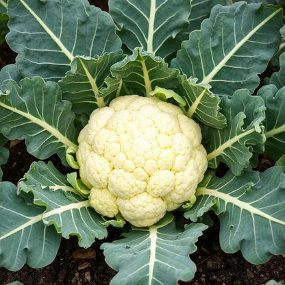 x10 Cauliflower All Year - Vegetable Transplants