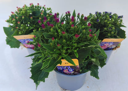 x2 Cineraria Star Wars Mix - 1Litre/13cm