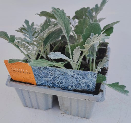 x10 Cineraria Silver Dust - XL Plug Plants