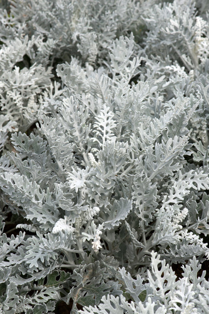 x10 Cineraria Silver Dust - XL Plug Plants