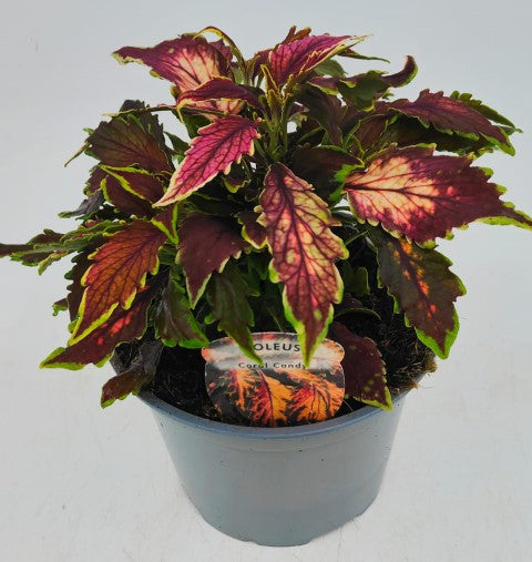 x1 Coleus Coral Candy 17cm/2Litre