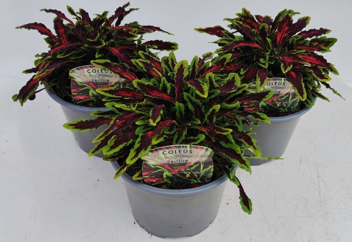 x2 Coleus Spitfire 13cm/1 Ltr