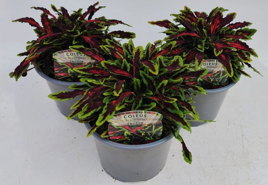 x2 Coleus Spitfire 13cm/1 Ltr