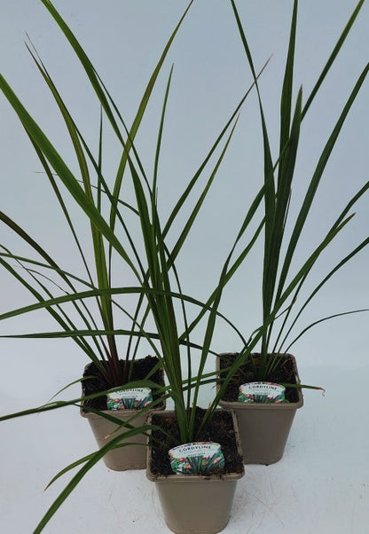 x2 Cordyline Austrailis 13cm/1 Litre