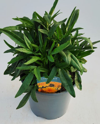x1 Coreopsis Double the Sun 19cm/3Ltr