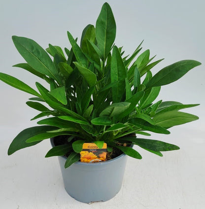 x1 Coreopsis Corey Single 19cm/3Ltr
