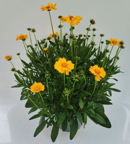 x1 Coreopsis Corey Single 19cm/3Ltr