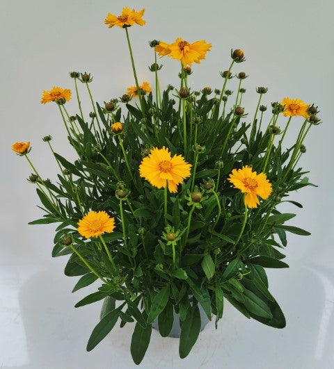 x1 Coreopsis Corey Single 19cm/3Ltr