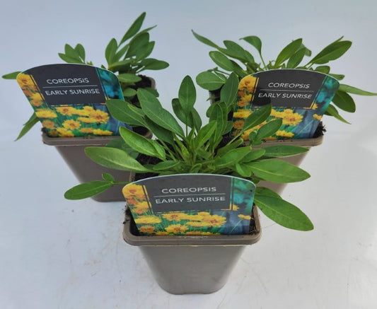 x2 Coreopsis Early Sunrise 13cm/1 Litre