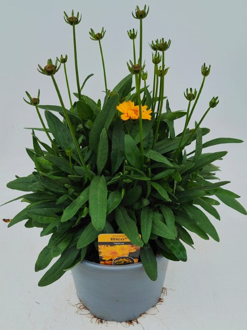 x1 Coreopsis Illico Yellow 19cm/3Ltr