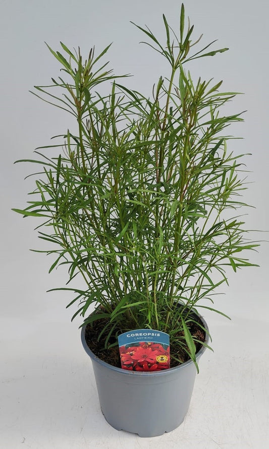 x1 Coreopsis Lady Bird 19cm/3Ltr