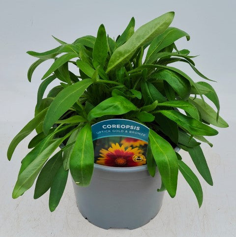 x1 Coreopsis UpTick Gold Bronze 19cm/3Ltr